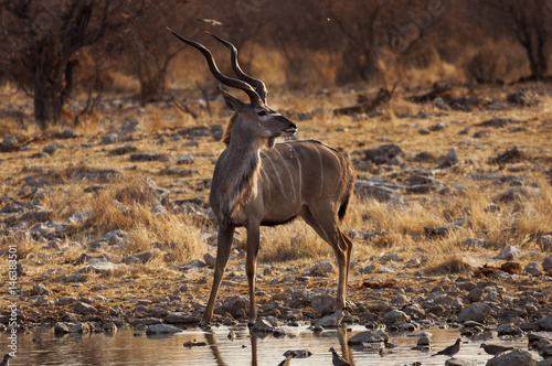 Poster Greater Kudu in a waterhole in the Etosha National Park in Namibia; Concept for