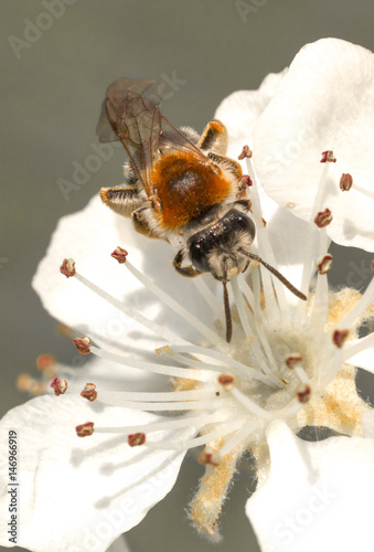 A bee on an apple tree