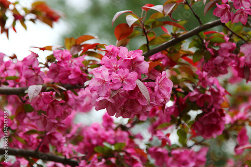 Pink Crab apple flowers