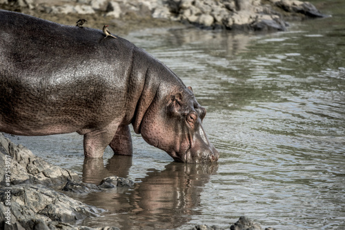 Poster Hippopotamus drinking in river in Serengeti National Park