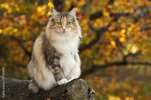 Obraz na płótnie Norwegian forest cat sits in a forest