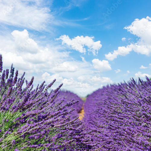 fresh Lavender field with summer blue sky close up with copy space on sky background, France