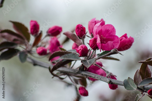 Apple tree branch with red flowers