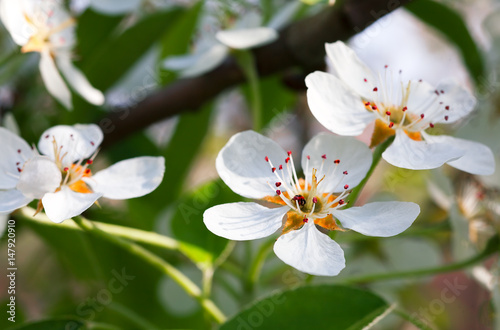 Background from a lot of white flowers on a branch of an apple tree