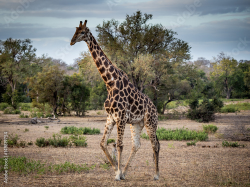 Obraz na płótnie Walking Giraffe in the Savanna, South Africa