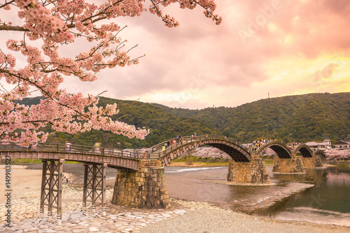 Obraz na płótnie Cherry blossom Full Bloom at Kintaikyo Bridge