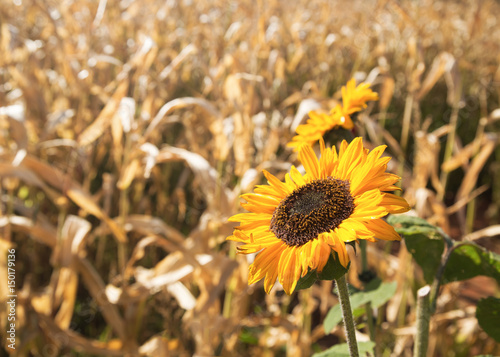 Sunflowers in the countryside.