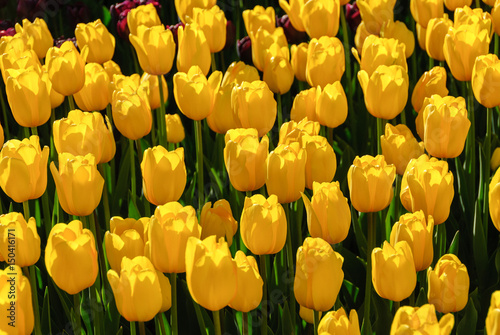 Red tulips. Beautiful bouquet of tulips. colorful tulips.