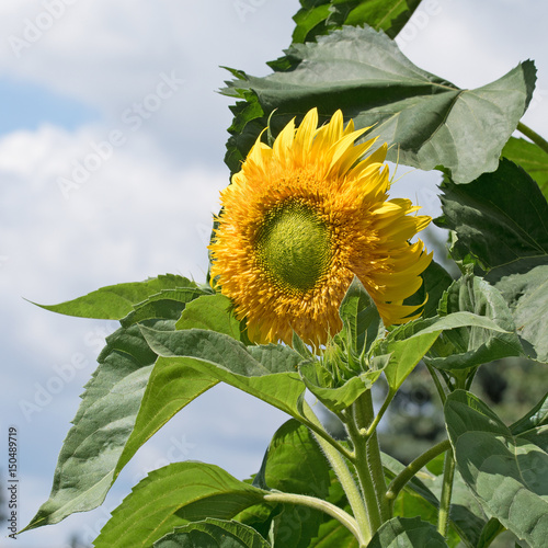 Sonnenblume, Helianthus annuus