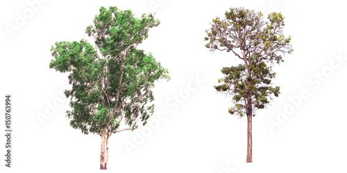  Collection of tree on white background. (for gardening)	