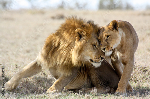 Obraz na płótnie Lions in love