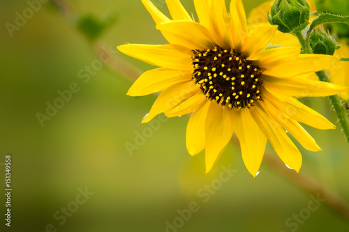 Sunflower Droplets