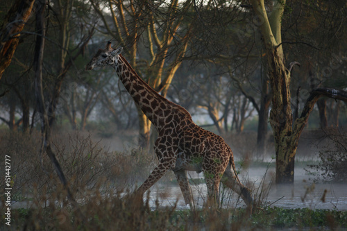Obraz na płótnie giraffe