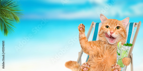 Poster Cat relaxing sitting on deckchair in the sea background.