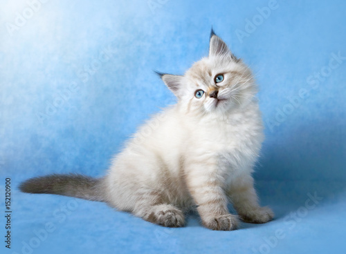 Poster Siberian colorpoint kitten ob blue velvet background