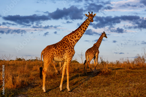 Obraz na płótnie Giraffes with morning clouds in the Masai Mara National Reserve in Kenya
