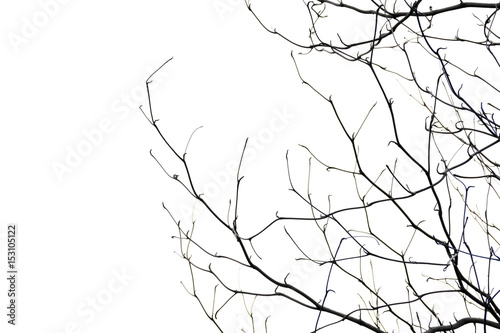  tree branch silhouette photography , white background
