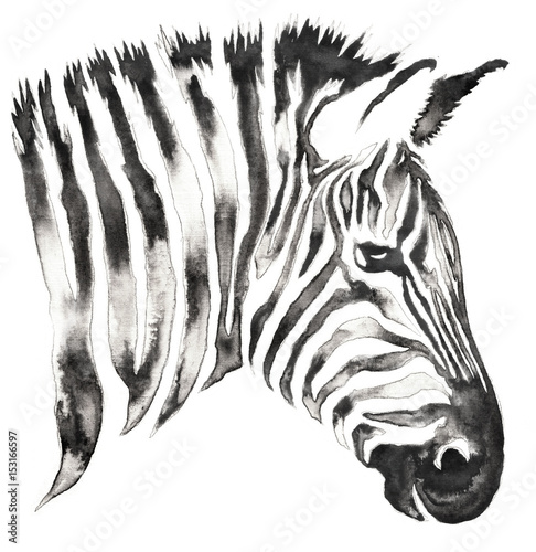 czarno-bialy-monochromatyczny-obraz-z-wody-i-atrament-rysowac-ilustracji-zebra