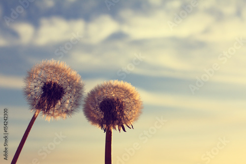Obraz na płótnie Call of heaven/ Two lush dandelions against the sky at sunset in the spring