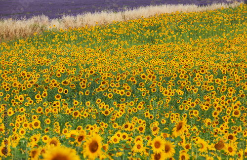 Sunflower and lavender
