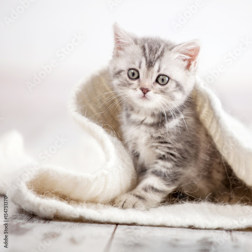 Obraz na płótnie Curious gray kitten