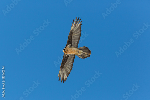 Poster Flying adult bearded vulture (Gypaetus barbatus) with blue sky