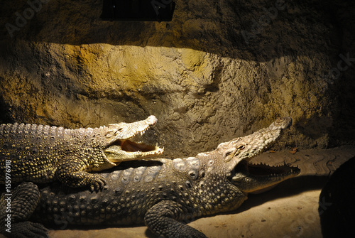 Poster Two Nile crocodiles (Crocodylus niloticus) lie together with open mouths