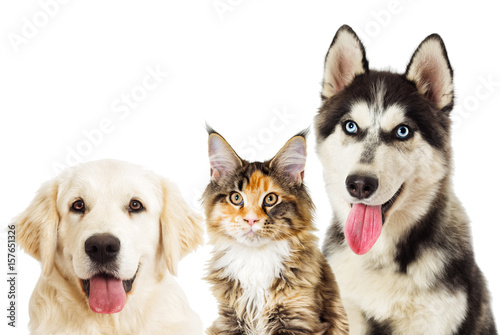 Poster Portrait of Siberian husky And cat maine coon on white background