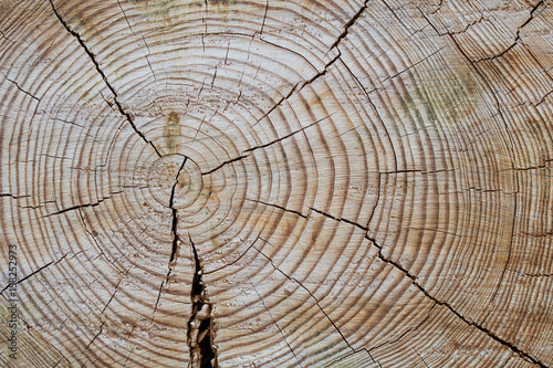  Wood texture. The trunk of the tree is in a section.