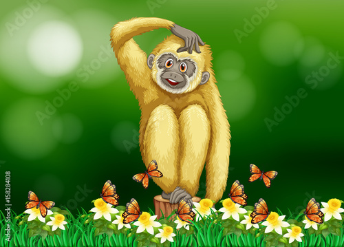 gibbon-blanco-sentado-en-el-cesped