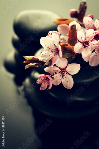 Fototapeta Beautiful pink Spa Flowers on Spa Hot Stones on Water Wet Background. Side Composition. Copy Space. Spa Concept. Dark Background.