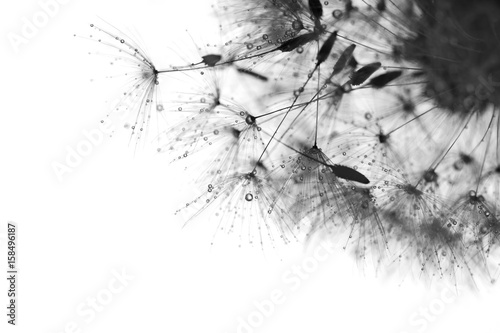 Obraz na płótnie Black and white photo with the dandelions . Macro of dandelion with drops .