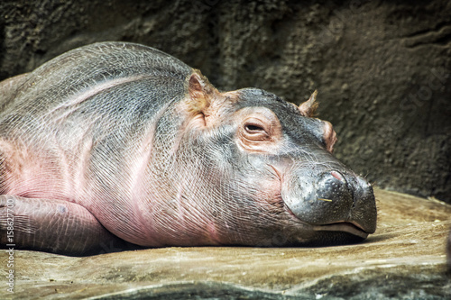 Obraz Fotograficzny Hippo - Hippopotamus amphibius resting near the water