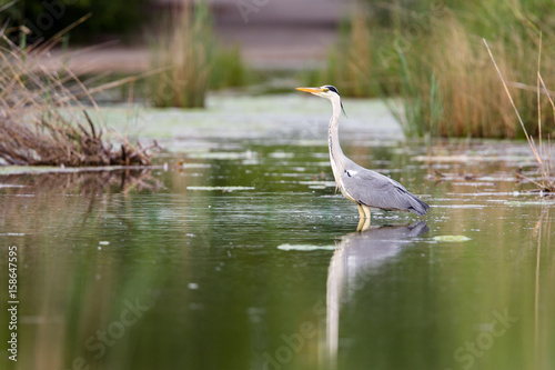 Poster Ein Graureiher (Ardea cinerea) watet auf Nahrungsuche durch einen Teich in Frankfurt, Deutschland, Europa