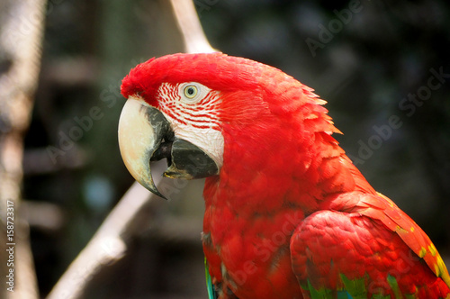 perroquet-de-la-foret-amazonienne