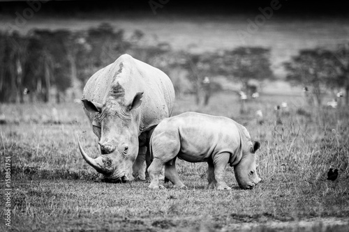 Obraz Fotograficzny White Rhino in Lake Nakuru, Kenya