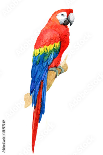 macawpapagei-tropische-vogel-lokalisiert-auf-weisem-hintergrund-aquarellillustration