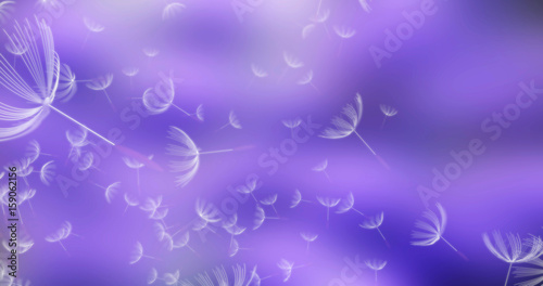 Obraz na płótnie 3d rendering of dandelion blowing silhouette. Flying blow dandelion buds black outdoor decoration on white