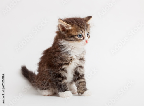 little fluffy brown kitten | Buy Photos | AP Images | DetailView