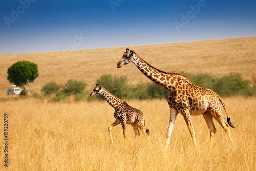 Obraz na płótnie Mother giraffe walking with little calf in savanna