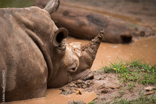Obraz na płótnie rhinoceros