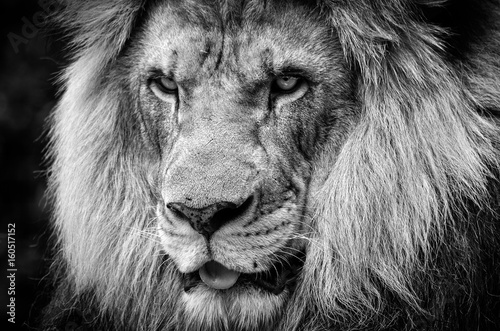 Obraz na płótnie Ferocious stare of a powerful male African lion in black and white