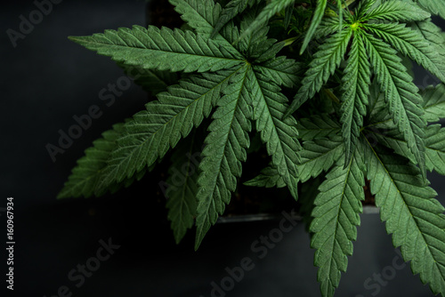 Fototapeta cannabis leaf