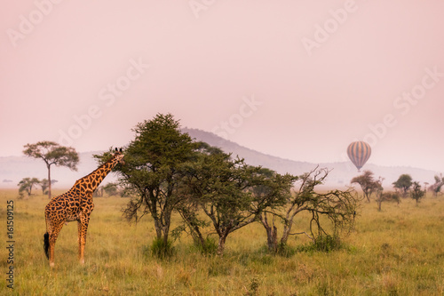 Obraz Fotograficzny Baby giraffe safari Serengeti National Park, Tanzania. Wildlife scene of African Safari. Baobab tree in the background. 