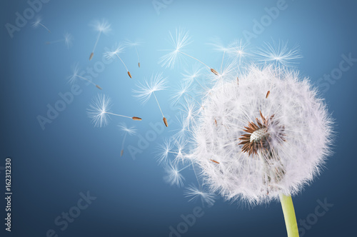 dandelion-latanie-na-blekitnym-tle
