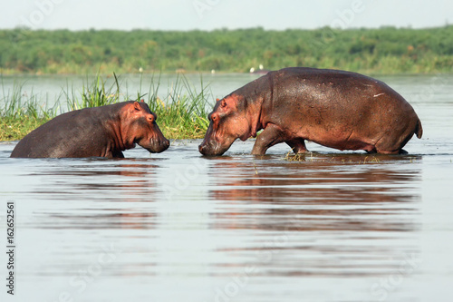 Obraz na płótnie The common hippopotamus (Hippopotamus amphibius), or hippo, two hippos in shallow water