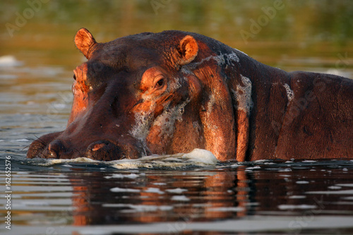 Obraz na płótnie The common hippopotamus (Hippopotamus amphibius), portrait of a hippo in water.