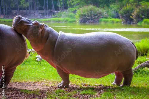 Obraz na płótnie hippopotamus, hippopotamus Africa Kenya. (Hippopotamus amphibius).