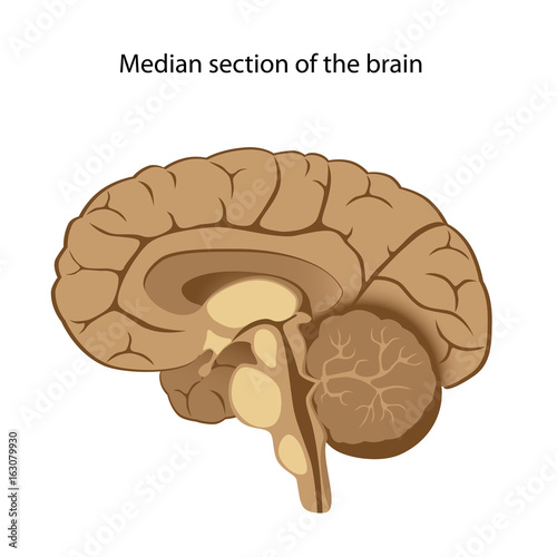 Brain Diagram Unlabeled - Human Anatomy