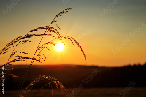 wild-grass-in-nature-on-a-sunset-background